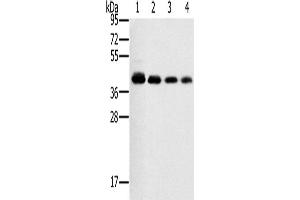 Western Blotting (WB) image for anti-Prostaglandin E Receptor 1 (Subtype EP1), 42kDa (PTGER1) antibody (ABIN2435250)