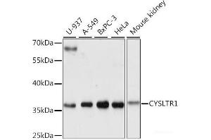 Western blot analysis of extracts of various cell lines using CYSLTR1 Polyclonal Antibody at dilution of 1:1000. (CysLTR1 Antikörper)