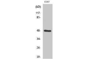 Western Blotting (WB) image for anti-SH3-Domain GRB2-Like Endophilin B2 (SH3GLB2) (Internal Region) antibody (ABIN3174953) (SH3GLB2 Antikörper  (Internal Region))