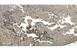 IHC analysis of RGS6 using anti-RGS6 antibody (ABIN7602326). (RGS6 Antikörper  (AA 7-357))