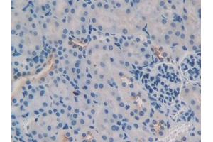 DAB staining on IHC-P; Samples: Mouse Kidney Tissue (TNFSF9 Antikörper  (AA 105-309))