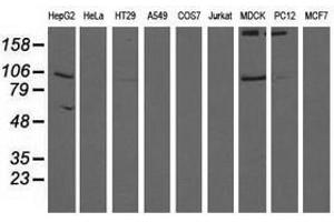 Image no. 2 for anti-Aldehyde Dehydrogenase 1 Family, Member L1 (ALDH1L1) antibody (ABIN1496583) (ALDH1L1 Antikörper)