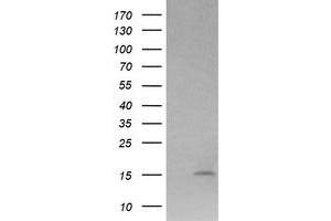 Image no. 2 for anti-Lysozyme (LYZ) antibody (ABIN1499237) (LYZ Antikörper)