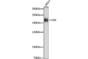 Western blot analysis of extracts of MCF7 cells using CEACAM5 Monoclonal Antibody at dilution of 1:1000. (CEACAM5 Antikörper)