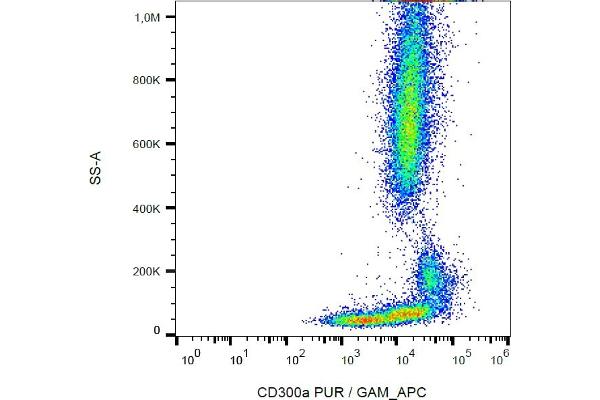 CD300a Antikörper