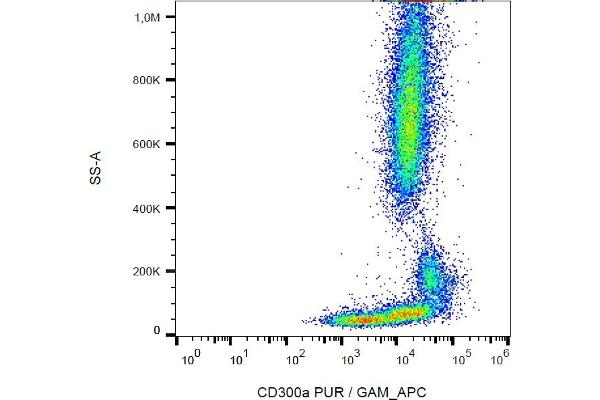 CD300a antibody