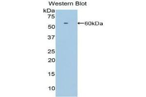 Western Blotting (WB) image for anti-Low Density Lipoprotein Receptor-Related Protein 8, Apolipoprotein E Receptor (LRP8) (AA 696-941) antibody (ABIN7439357)