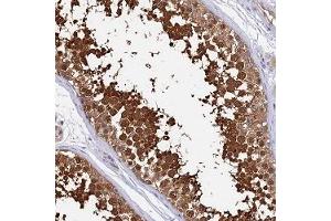 Immunohistochemical staining of human testis with LDHC polyclonal antibody ( Cat # PAB28316 ) shows strong cytoplasmic and nuclear positivity in cells in seminiferus ducts at 1:2500 - 1:5000 dilution.