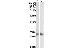Western Blot analysis of  (3 µg/ml) staining of Jurkat (A) and Molt4 (B) lysates (35 µg protein in RIPA buffer). (Rekombinanter CD3 epsilon Antikörper)
