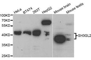 Western blot analysis of extracts of various cell lines, using SH3GL2 antibody. (SH3G2 Antikörper  (AA 1-270))