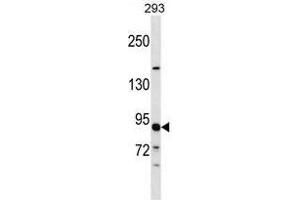 Western Blotting (WB) image for anti-Tubulin, gamma Complex Associated Protein 3 (TUBGCP3) (AA 786-816), (C-Term) antibody (ABIN955398)