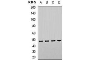 Western blot analysis of COX10 expression in Hela (A), HEK293T (B), mouse kidney (C), mouse brain (D) whole cell lysates. (COX10 Antikörper)