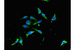 Immunofluorescent analysis of Hela cells using ABIN7172236 at dilution of 1:100 and Alexa Fluor 488-congugated AffiniPure Goat Anti-Rabbit IgG(H+L) (TRAF3 Antikörper  (AA 1-40))