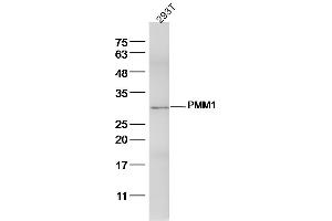 293T lysates probed with PMM1 Polyclonal Antibody, Unconjugated  at 1:300 dilution and 4˚C overnight incubation. (PMM1 Antikörper  (AA 31-130))