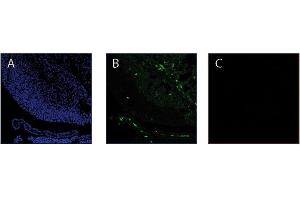 Immunofluorescence image of Thymosin ß4 staining in serial cryosections of mouse embryonic brain. (TMSB4X Antikörper  (AA 38-43))