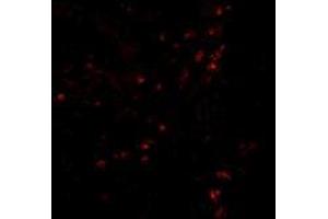 AP20059PU-N CD107a/LAMP1 antibody staining of Human Colon Tissue by Immunofluorescence at 20 μg/ml.