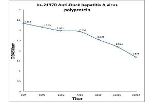 Antigen: 0. (Duck Hepatitis A Virus Polyprotein Antikörper)
