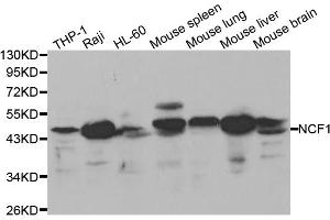 Western blot analysis of extracts of various cell lines, using NCF1 antibody (ABIN5970496) at 1/1000 dilution. (NCF1 Antikörper)