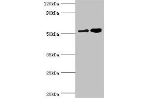 Western blot All lanes: Dipeptidyl peptidase 2 antibody at 6 μg/mL Lane 1: K562 whole cell lysate Lane 2: Rat brain tissue Secondary Goat polyclonal to rabbit IgG at 1/10000 dilution Predicted band size: 54 kDa Observed band size: 54 kDa (DPP7 Antikörper  (AA 190-410))