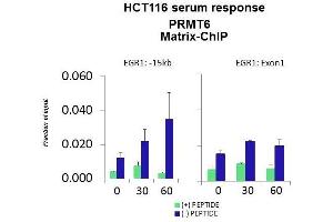 Quiescent human colon carcinoma HCT116 cultures were treated with 10% FBS for three time points (0, 15, 30min) or (0, 30, 60min) were used in Matrix-ChIP and real-time PCR assays at EGR1 gene (Exon1) and 15kb upstream site. (PRMT6 Antikörper  (Middle Region))