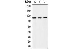 Western blot analysis of RIN1 expression in HeLa (A), NIH3T3 (B), rat brain (C) whole cell lysates.