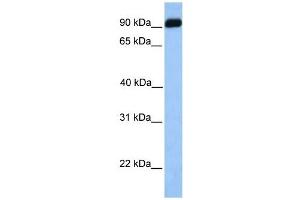 BMPER antibody used at 1 ug/ml to detect target protein.