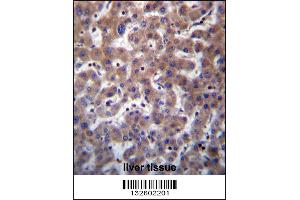 TMBIM1 Antibody immunohistochemistry analysis in formalin fixed and paraffin embedded human liver tissue followed by peroxidase conjugation of the secondary antibody and DAB staining. (TMBIM1 Antikörper  (N-Term))