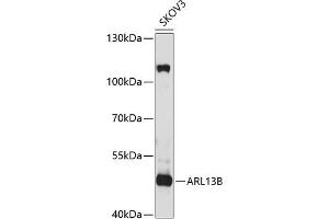 Western blot analysis of extracts of SKOV3 cells, using B antibody (ABIN6130859, ABIN6137109, ABIN6137110 and ABIN6220869) at 1:1000 dilution. (ARL13B Antikörper  (AA 1-240))