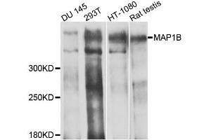Western blot analysis of extracts of various cell lines, using MAP1B antibody (ABIN1873595) at 1:1000 dilution.