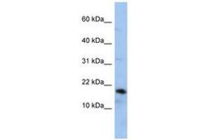 Image no. 1 for anti-Lipocalin 1 (LCN1) (AA 107-156) antibody (ABIN6743784) (Lipocalin 1 Antikörper  (AA 107-156))
