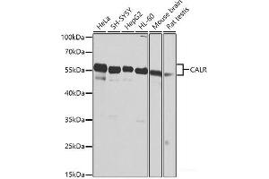 Western blot analysis of extracts of various cell lines using CALR Polyclonal Antibody at dilution of 1:1000. (Calreticulin Antikörper)