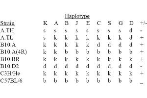 Image no. 1 for anti-MHC Class II I-Ak (AA 3-63) antibody (Biotin) (ABIN118326) (MHC Class II I-Ak (AA 3-63) Antikörper (Biotin))