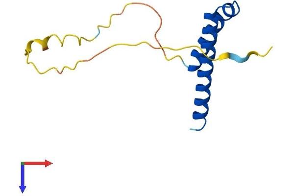 CDK2AP1 Protein (AA 1-115) (His tag)