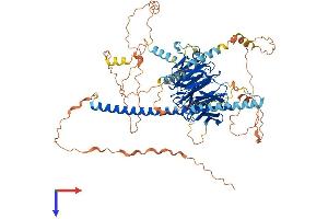 STRN3 Protein (AA 1-796) (His tag)