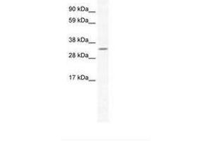 Image no. 1 for anti-Apurinic/Apyrimidinic Endonuclease 1 (APEX1) (N-Term) antibody (ABIN202226) (APEX1 Antikörper  (N-Term))