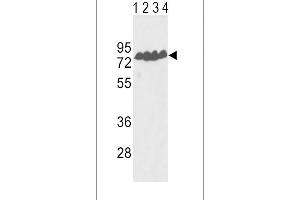 Western blot analysis of ECE-1 Antibody (Center) (ABIN390839 and ABIN2841064) in Y79(lane 1), T47D(lane 2) cell line and mouse lung(lane 3), liver(lane 4) tissue lysates (35 μg/lane). (ECE1 Antikörper  (AA 392-419))
