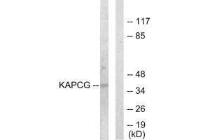 Western blot analysis of extracts from COLO205 cells, using KAPCG antibody. (PRKACG Antikörper  (N-Term))