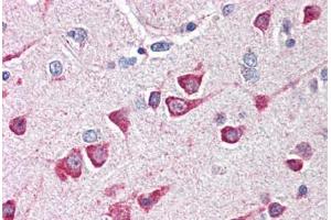 Human Brain, Cortex (formalin-fixed, paraffin-embedded) stained with FAIM2 antibody ABIN214492 at 5 ug/ml followed by biotinylated goat anti-rabbit IgG secondary antibody ABIN481713, alkaline phosphatase-streptavidin and chromogen. (FAIM2 Antikörper  (N-Term))