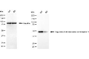 Western blotting analysis using regulator of chromosome condensation 1 antibody (ABIN7800163). (Rekombinanter RCC1 Antikörper)