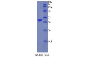 SDS-PAGE (SDS) image for Sulfatase Modifying Factor 1 (SUMF1) (AA 113-356) protein (His tag) (ABIN2122146) (SUMF1 Protein (AA 113-356) (His tag))