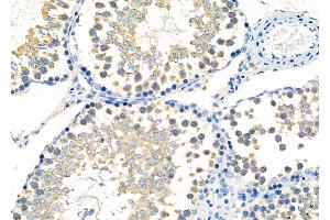 ABIN6261296 and ABIN6277276 at 1/100 staining Rat testis tissue by IHC-P. (DIABLO Antikörper  (C-Term))