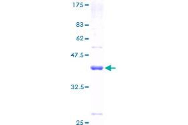 HBG1 Protein (AA 1-147) (GST tag)