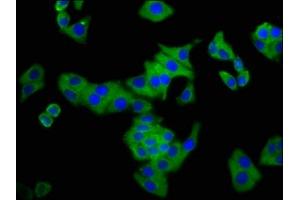 Immunofluorescence staining of HepG2 cells with ABIN7148726 at 1: 133, counter-stained with DAPI.