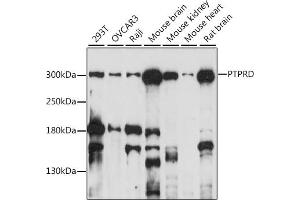Western blot analysis of extracts of various cell lines, using PTPRD antibody (ABIN7269708) at 1:1000 dilution. (PTPRD Antikörper  (AA 1100-1265))
