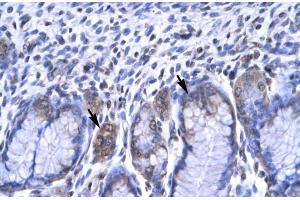 Human Stomach (RBPJ Antikörper  (C-Term))