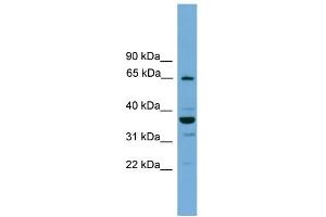 WB Suggested Anti-TH1L Antibody Titration: 0. (TH1-Like Antikörper  (N-Term))