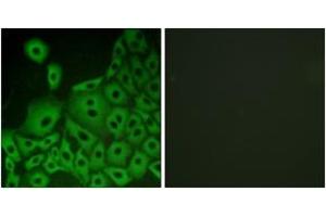 Immunofluorescence analysis of A549 cells, using GPR153 Antibody. (GPR153 Antikörper  (AA 291-340))