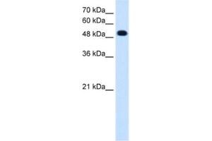 Western Blotting (WB) image for anti-Protein tyrosine Phosphatase, Receptor Type, R (PTPRR) antibody (ABIN2462848) (PTPRR Antikörper)