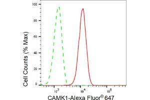 Flow cytometric analysis of CAMK1 expression in C2C12 cells using CAMK1 antibody (ABIN7797830), 1:2,000). (Rekombinanter CAMK1 Antikörper)