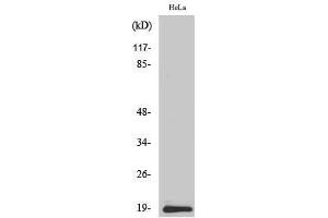 Western Blotting (WB) image for anti-Synuclein, beta (SNCB) (C-Term) antibody (ABIN3187135) (beta Synuclein Antikörper  (C-Term))